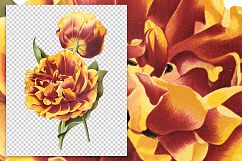 Florals - Vintage Double Tulip Toreador Product Image 6
