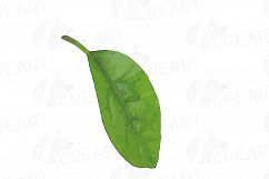 Watercolor Avocado clip art pack,avocado leaves and flowers Product Image 8