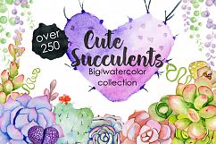Succulents &amp; Cactuses Product Image 1