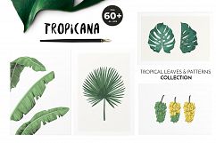 TROPICANA: tropical leaves &amp; patterns collection Product Image 1