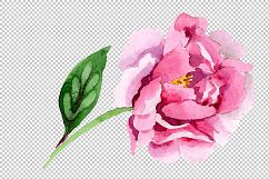 Tender pink peony PNG watercolor set Product Image 6