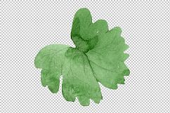 Flowers set PNG watercolor   Product Image 5