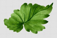 Begonia flower plant PNG watercolor set Product Image 3
