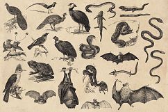 Vintage Animal Vector Graphics Product Image 6