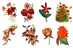Vintage Flower Illustrations - Vol 1 Product Image 2