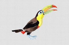 Tropical bird toucan PNG watercolor set Product Image 2