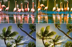 Tropical Lr Presets Product Image 9