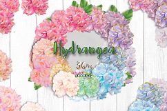 Ultimate Hydrangeas  Product Image 2
