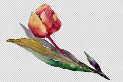 Colorful tulips PNG watercolor flower set Product Image 5