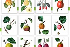 Entire Vintage Collection -Over 1000 Illustrations Product Image 15