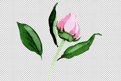 Tender pink peony PNG watercolor set Product Image 3