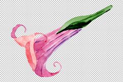 Pink brugmansia PNG watercolor set Product Image 6