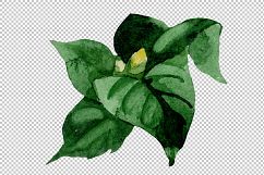 White camellia wildflower PNG watercolor set Product Image 3