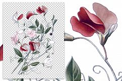 Florals - Vintage Sweet Pea Product Image 2