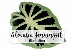 Leaves - Vintage Alocasia Jenningsii Product Image 1