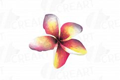 Tropical Paradise watercolor clip art pack, watercolor tropical leafs and flowers. Watercolor Toucan, PNG, jpg, svg, vector files included Product Image 12