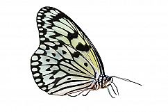 Butterfly PNGs Product Image 4