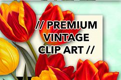 Florals - Vintage Single Early Tulips Product Image 3