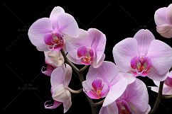 orchid flower on black Product Image 1