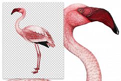 Birds - Vintage Pink Flamingo Product Image 2