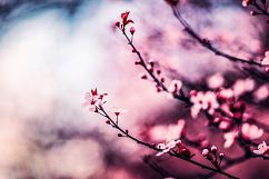23 Pink Spring Lightroom Presets Product Image 5