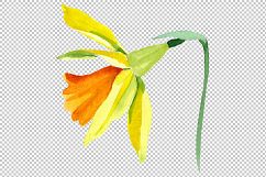 Narcissus lemon flower PNG watercolor set Product Image 6