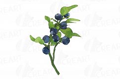 Watercolor blueberry, branch and leaves vector clip art pack Product Image 2