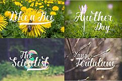 Ardina Script Product Image 5