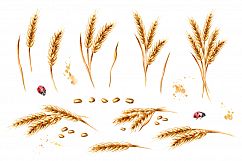 Bakery. Wheat, flour and wheat field Product Image 2