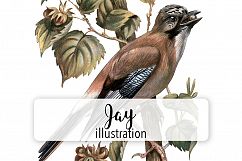 Birds - Vintage Jay Product Image 1