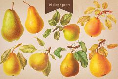 Cider House Antique Apple and Pear Graphics Product Image 10