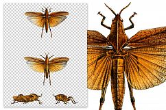 Grasshopper - Insects - Vintage Bugs Locust Product Image 2