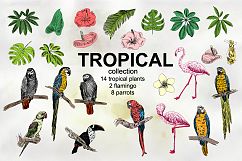 Tropical collection. Product Image 3