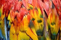 Colourful Birds Feathers Texture Images Bundle Product Image 7
