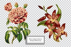 Vintage Flower Illustrations - Vol 1 Product Image 10