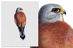 Birds - Vintage Kestrel Product Image 2