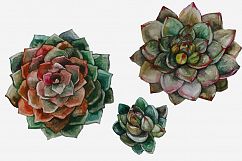 Succulents and Cacti Watercolor Clip Art Set Product Image 2