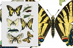 Butterfly - Insects - Vintage Bugs - Butterflies Product Image 2