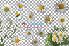 Watercolor Chamomile clip art pack, Chamomile flowers Product Image 2