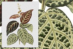 Leaves - Vintage Bigonia Argyro-Violascens Product Image 2