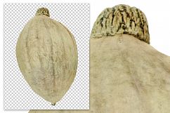 Marblehead Squash - Vintage Illustration Product Image 2