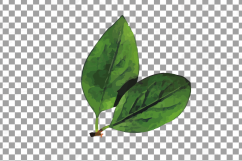 Watercolor blueberry, branch and leaves vector clip art pack Product Image 10