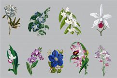 Vintage Flower Illustrations - Vol 1 Product Image 4