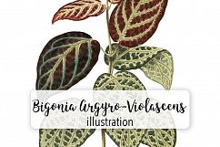 Leaves - Vintage Bigonia Argyro-Violascens Product Image 1