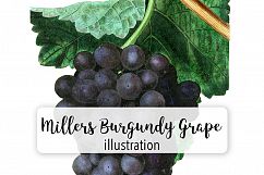Fruit - Vintage Burgundy Grape Product Image 1