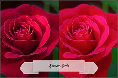 Incredible Flowers Profiles LR7.3 ACR10.3 Product Image 27