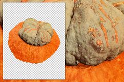 Turks Cap Pumpkin - Vintage Illustration Product Image 2