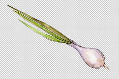 Onion vegetables PNG watercolor set Product Image 6