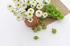 Styled Photos Bundle with Molucella Product Image 5