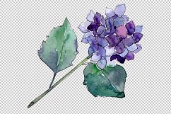 Hydrangeas flowers PNG watercolor set Product Image 4